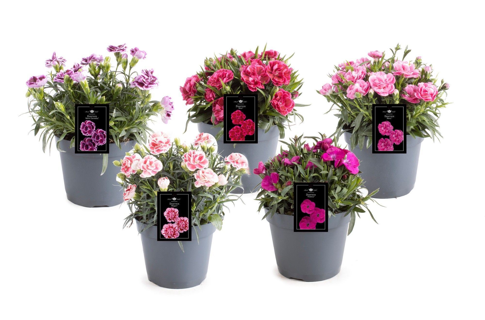 Picture of Dianthus Doublelicious mixed-shelf in tray