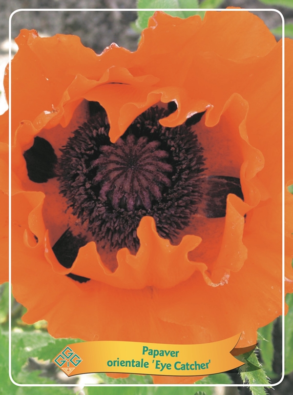 Picture of Papaver mix 6x10 srt. per shelve P11