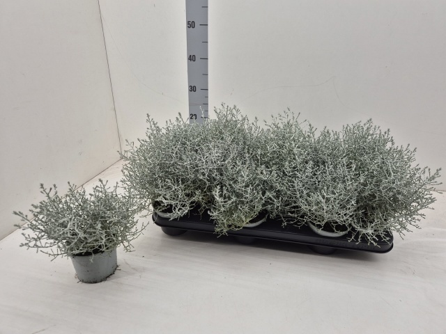 Leucoph Brownii 510P 18H