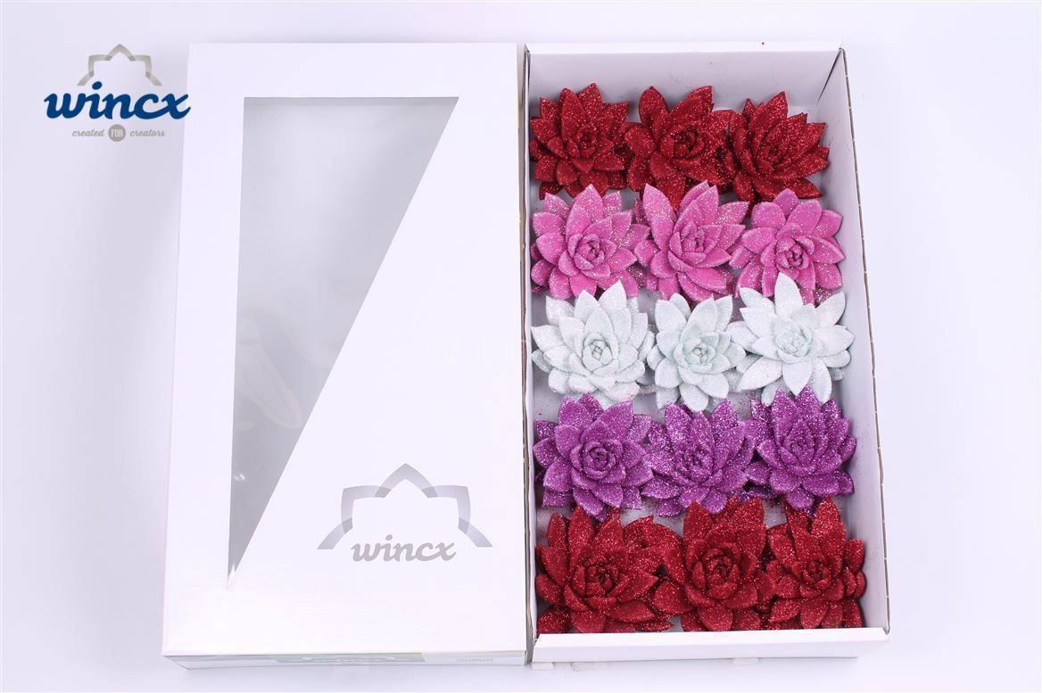 Echeveria Glitter Love Mix (wincx) Cutflower (bio)