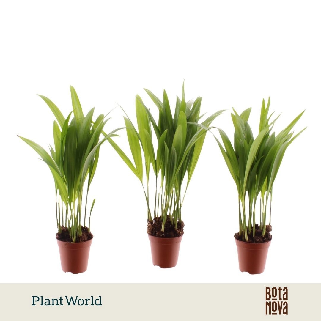 Areca Tiny Pammy (Areca)