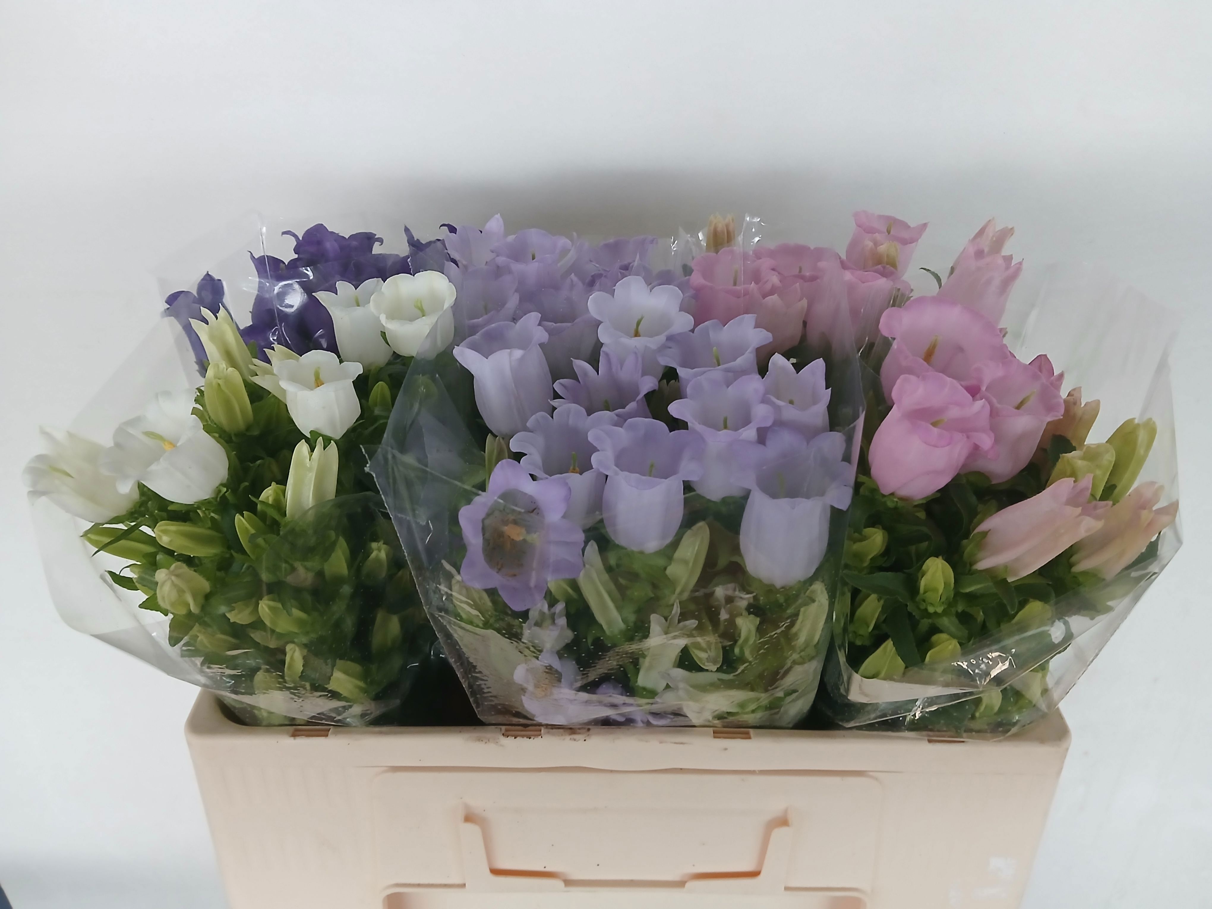 Campanula Medium Asst 50cm