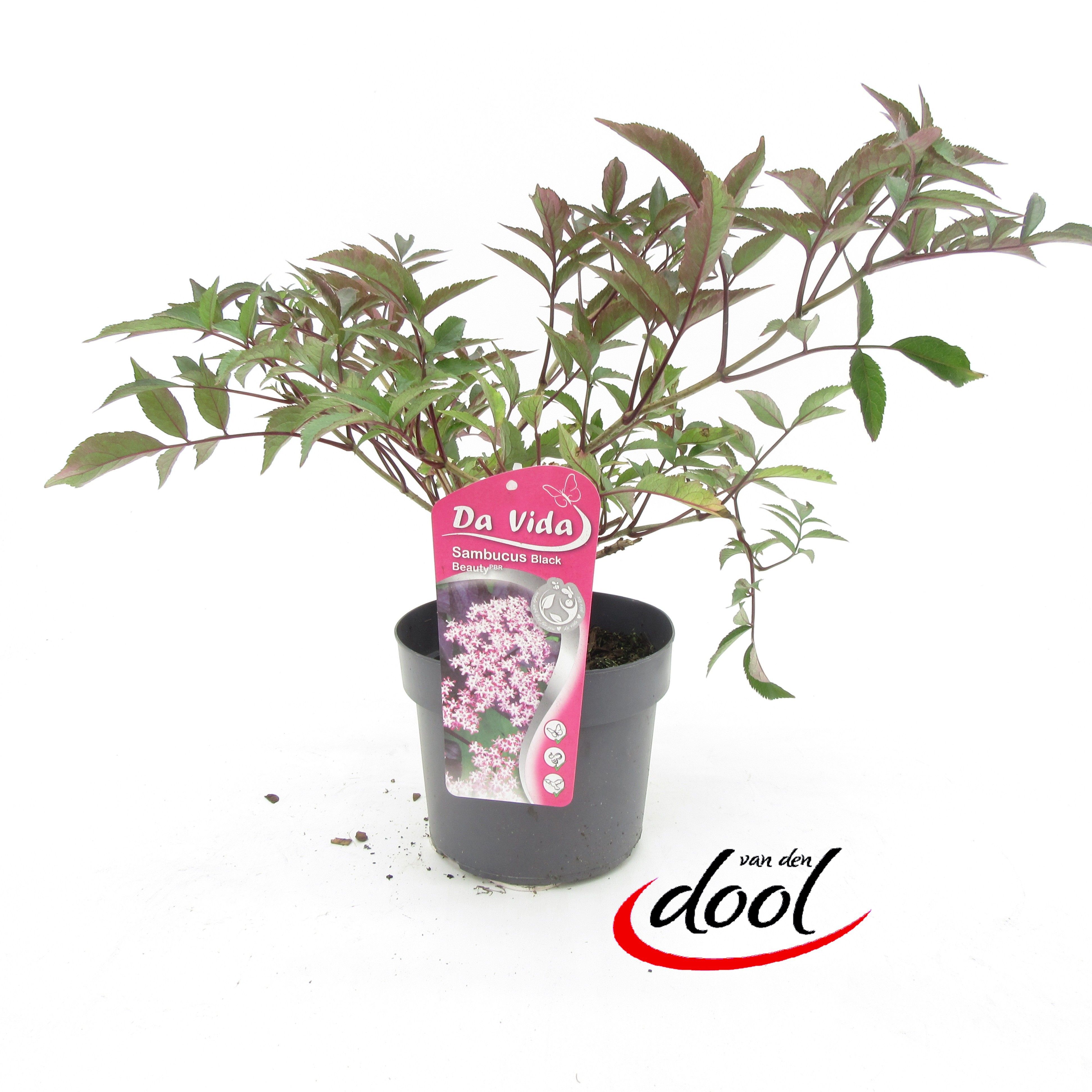 Picture of Sambucus Black Lace