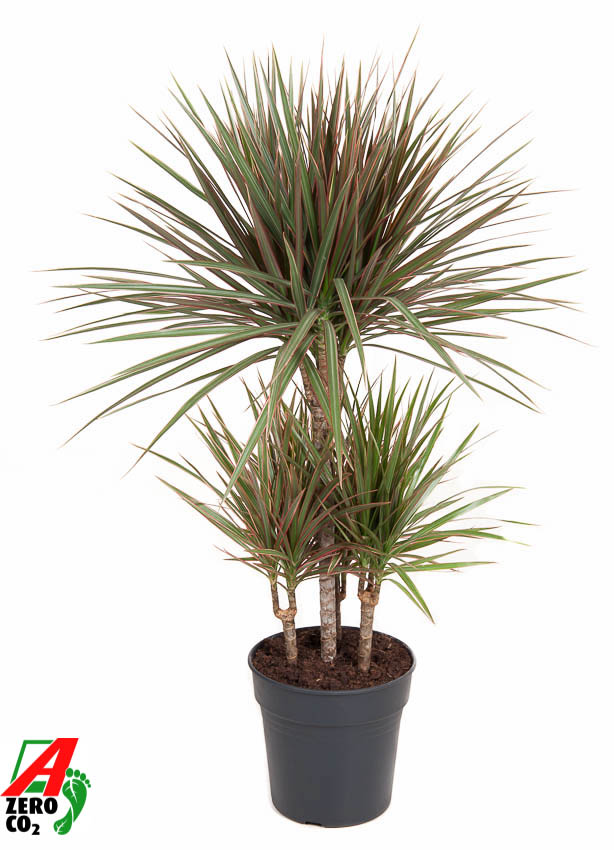 Picture of Dracaena Bicolor 45-carrousel P21 100CM