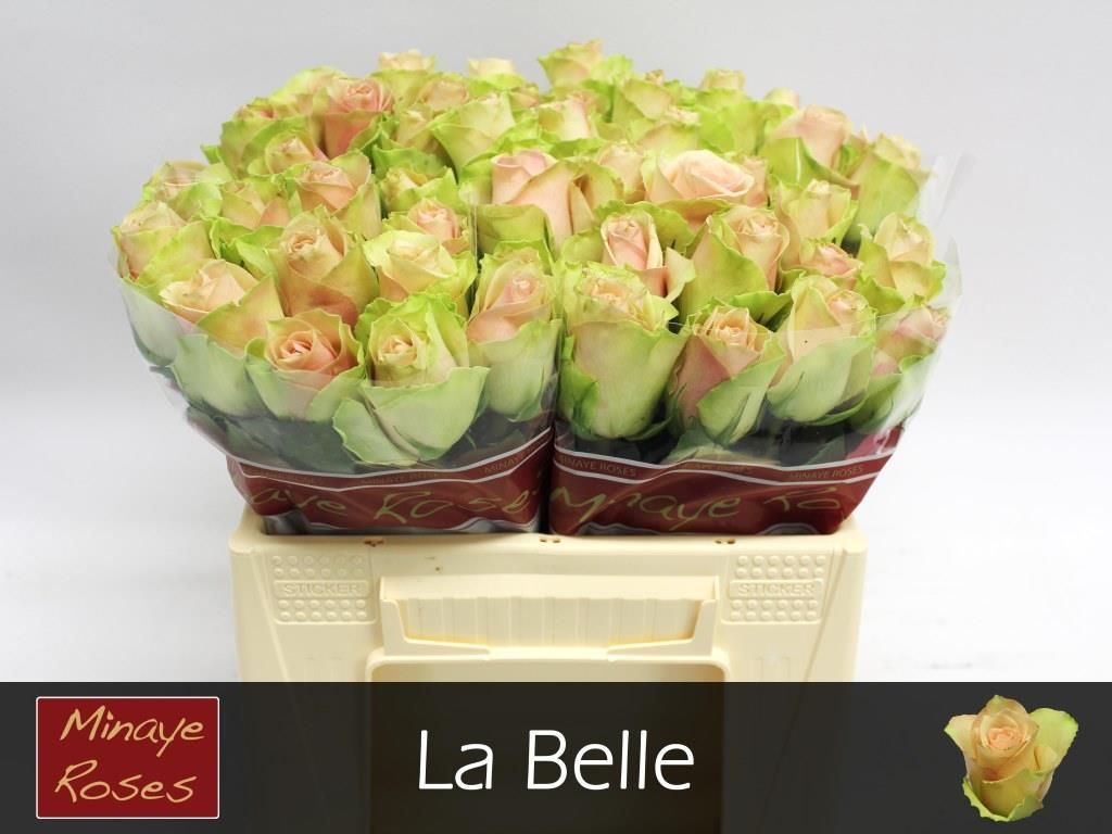 Rosa La Belle 35cm