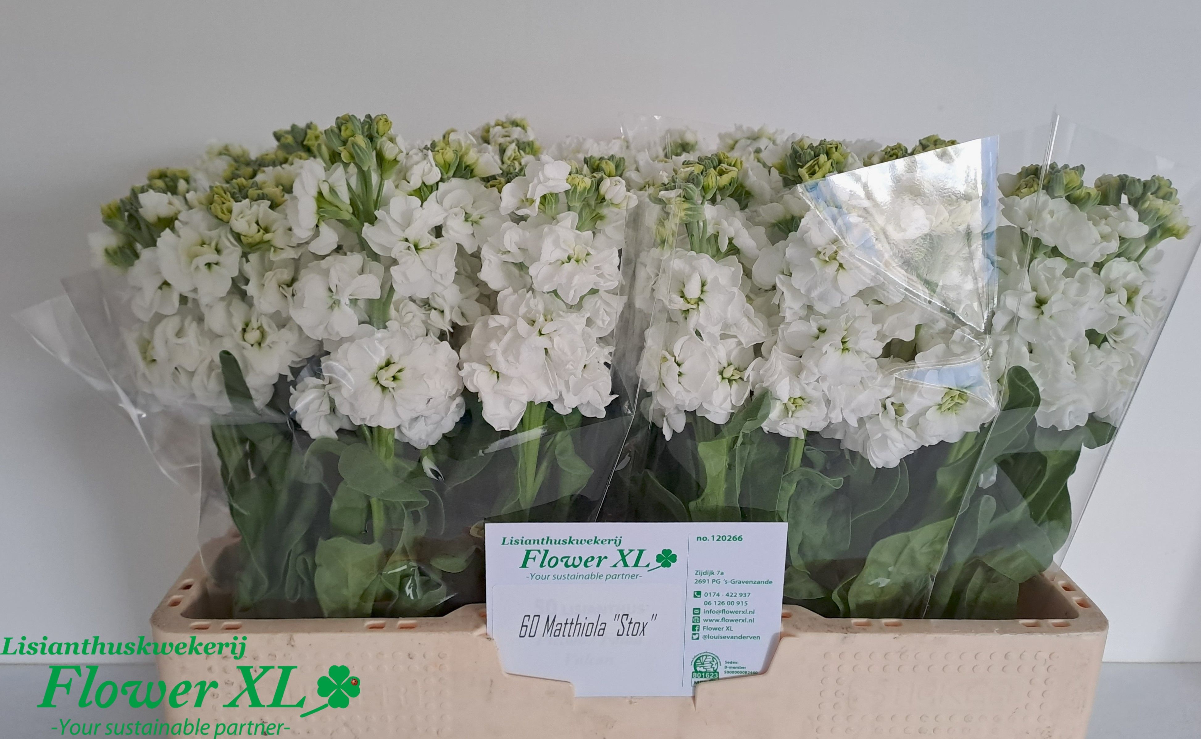 Matthiola Stox White 50cm
