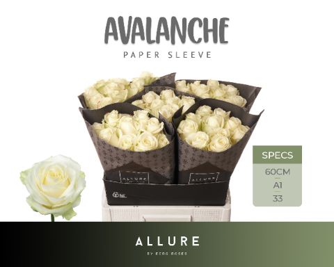 R Gr Avalanche+