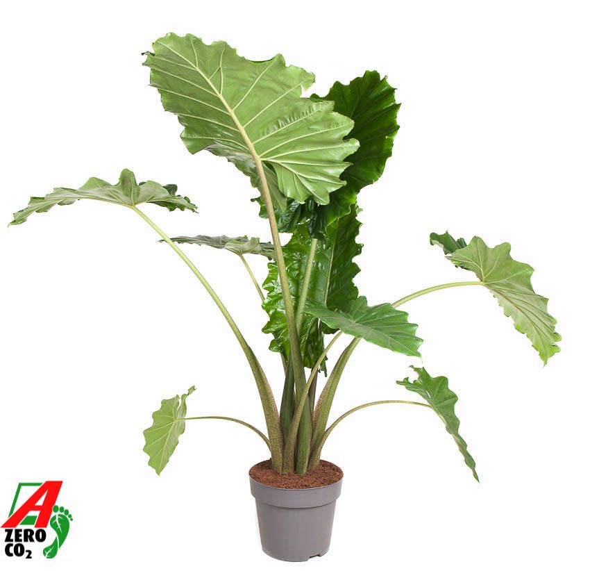 Alocasia 'Portodora' gap no