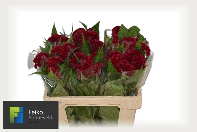 Celosia Reprise Velvet 50cm