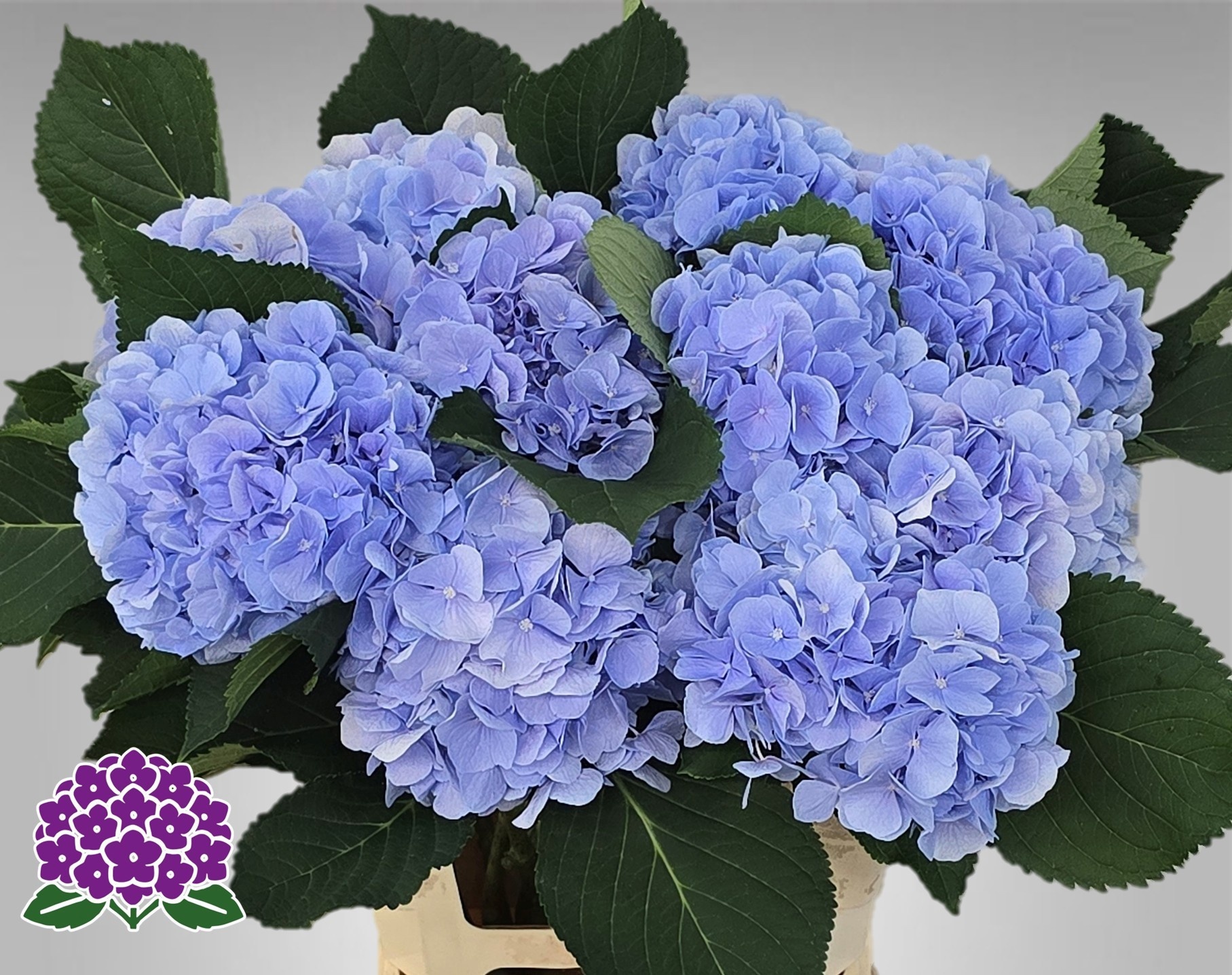 Hydrangea Verena Blue 60cm 15Ø