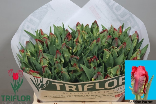 Tulipa Parrot Seadov 36cm 35gram