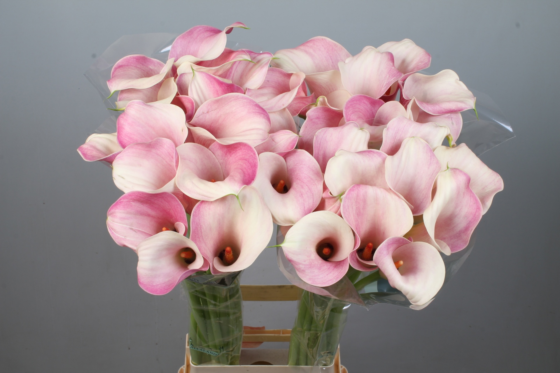 Calla Blushing Lady 90cm