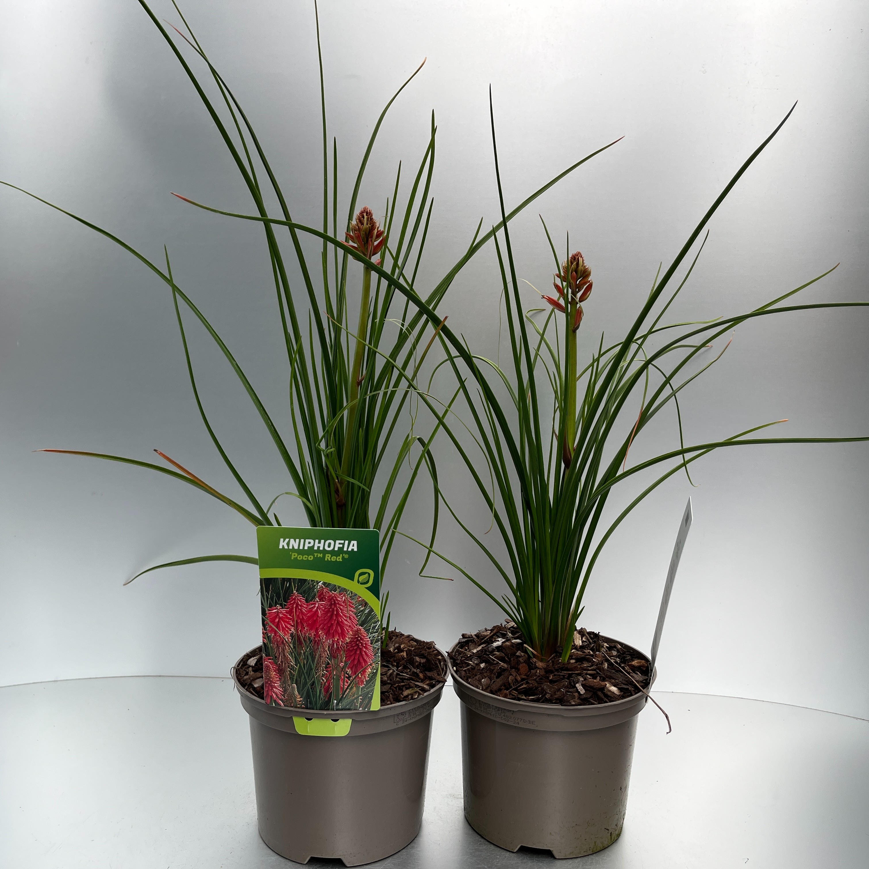 Picture of Kniphofia Poco Red P17 (2 Ltr)