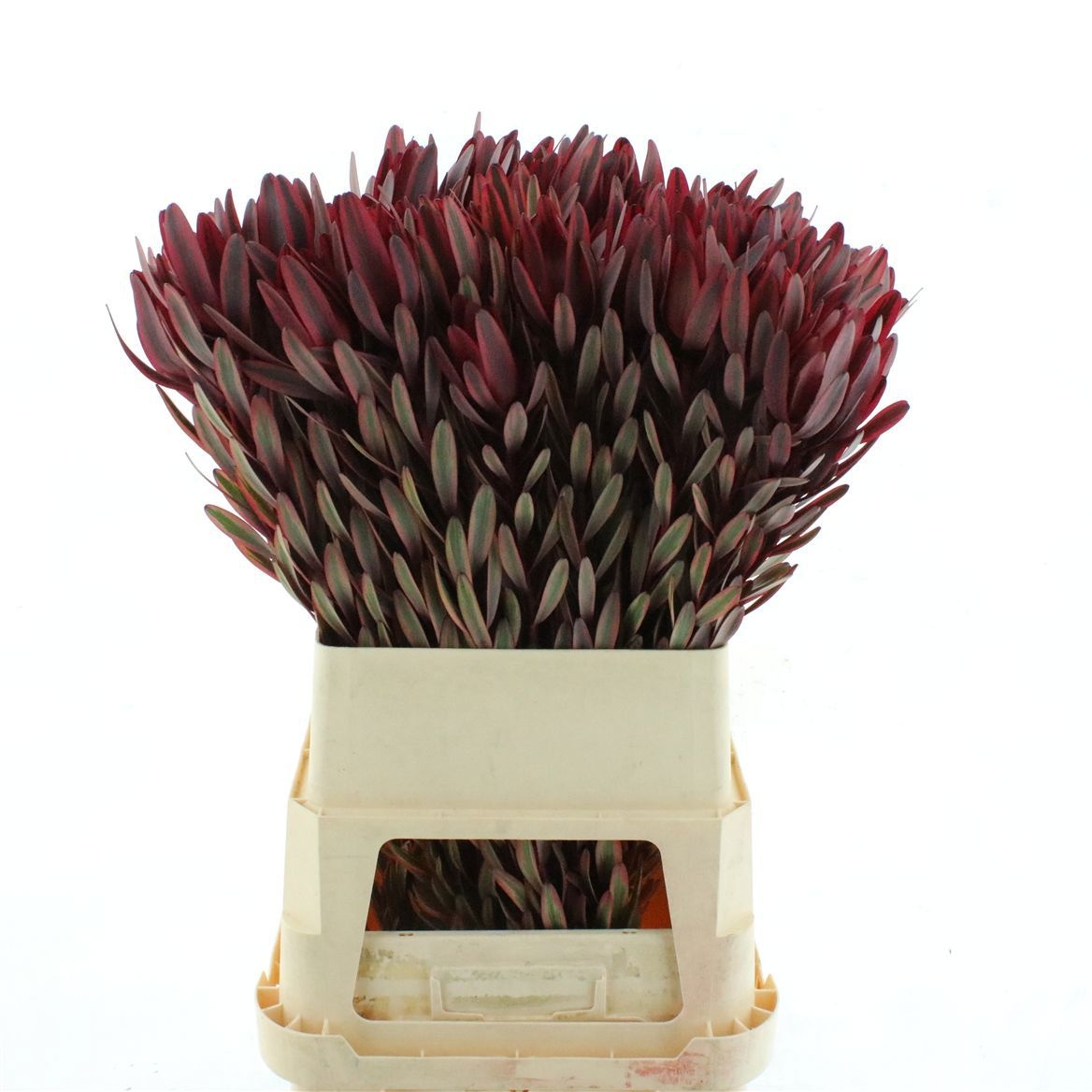Leucadendron Jester 90cm