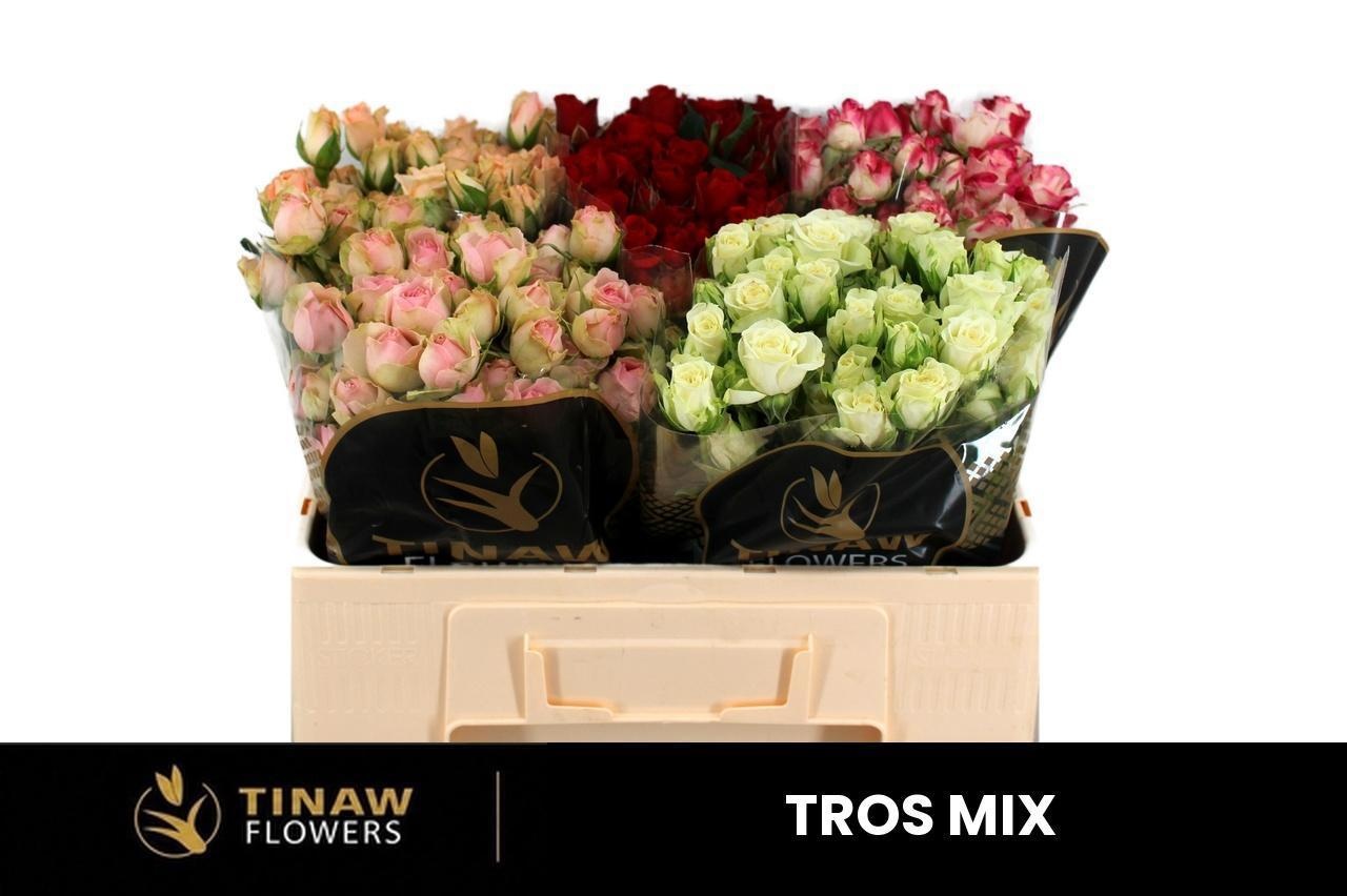 Rosa Spr 50cm