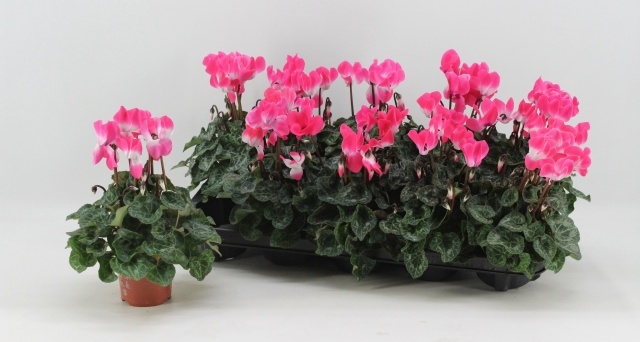Cycl Md Indiaka 9Ø 18cm