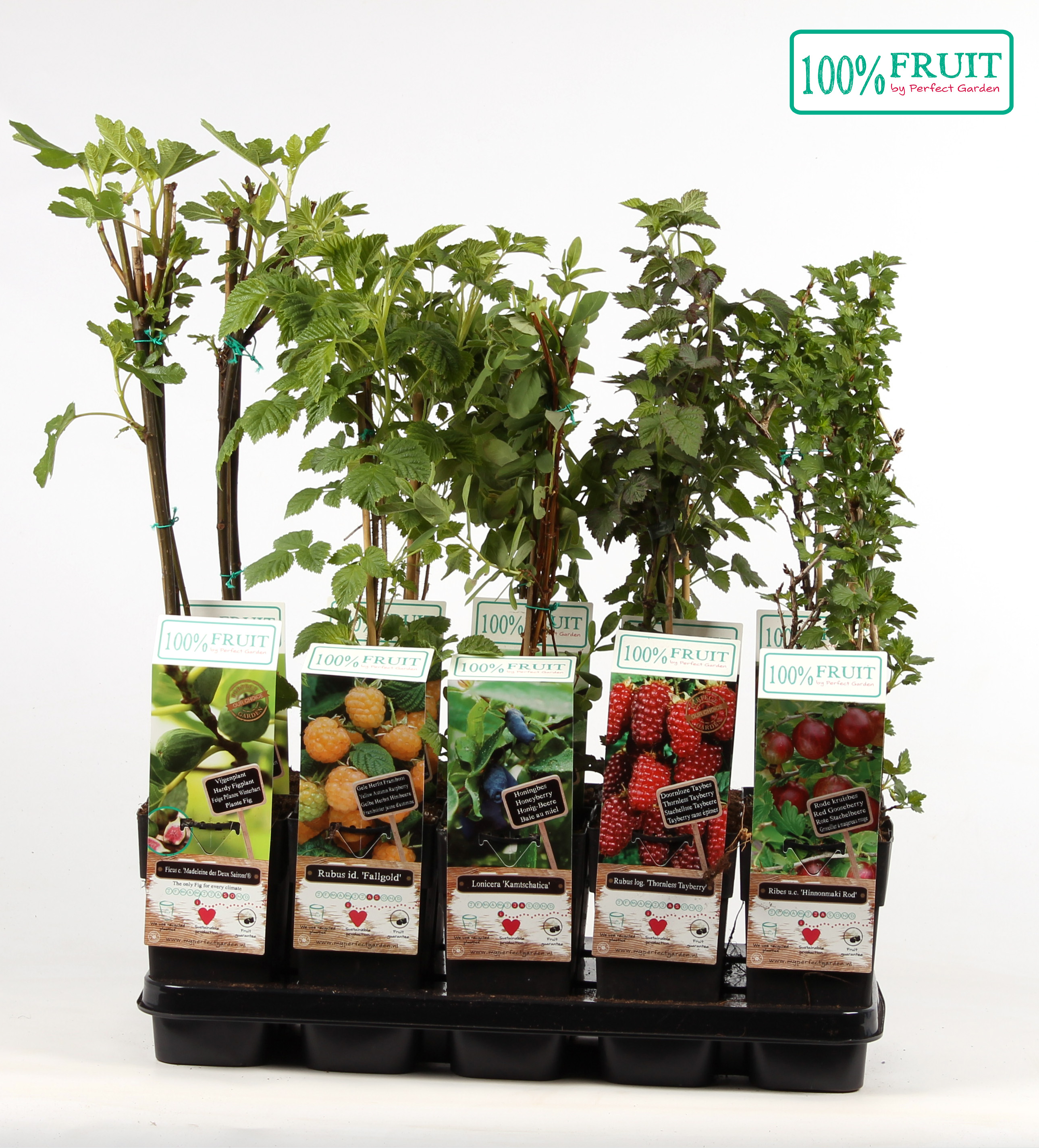 Picture of Fruit mix shelve compleet P15
