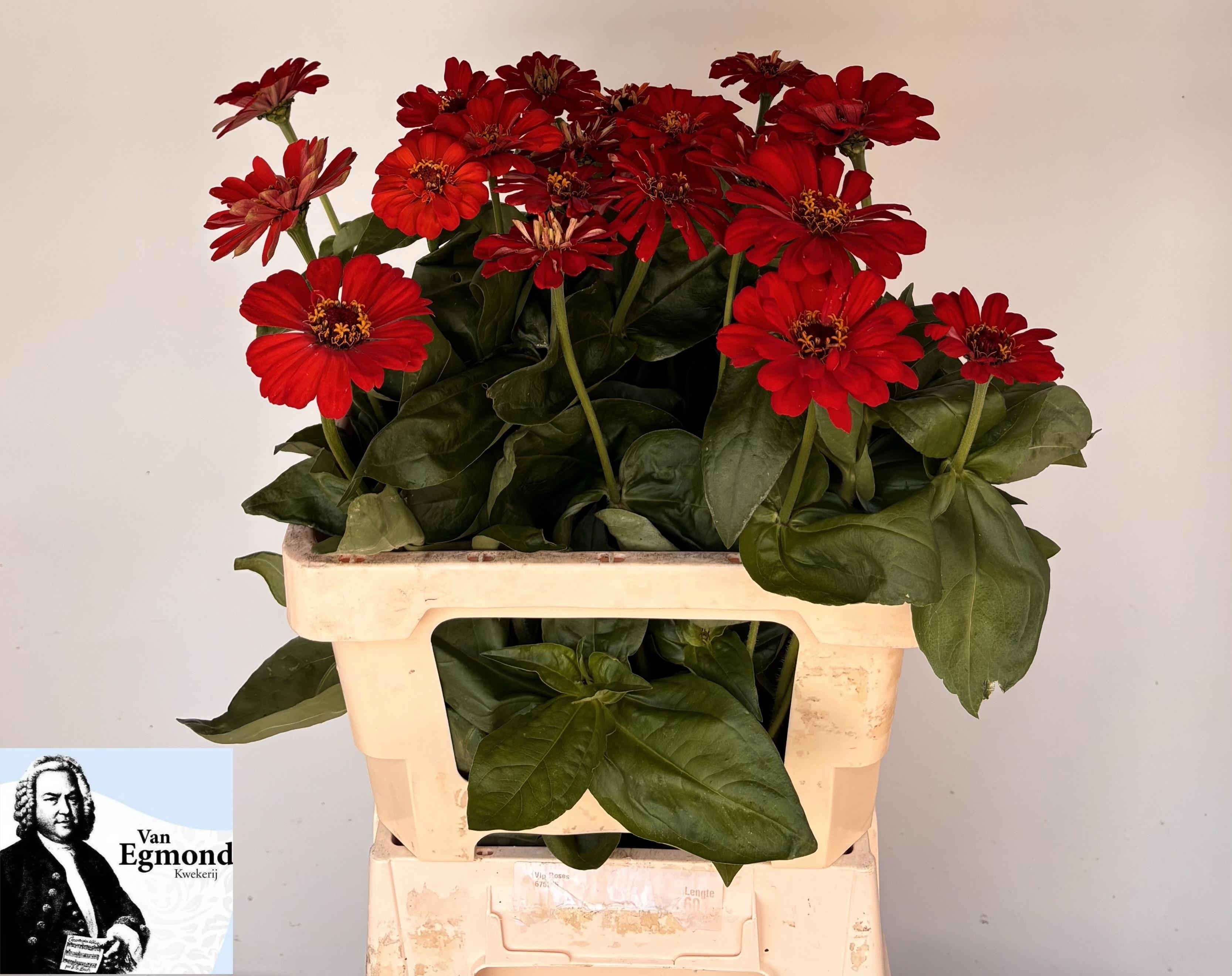Zinnia Elegans 60cm
