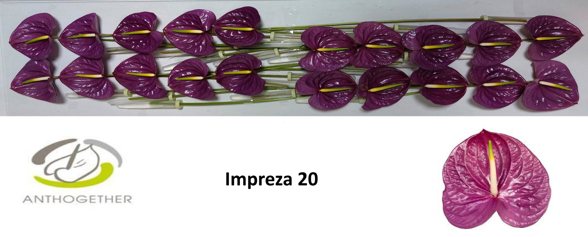 Anth A Impreza