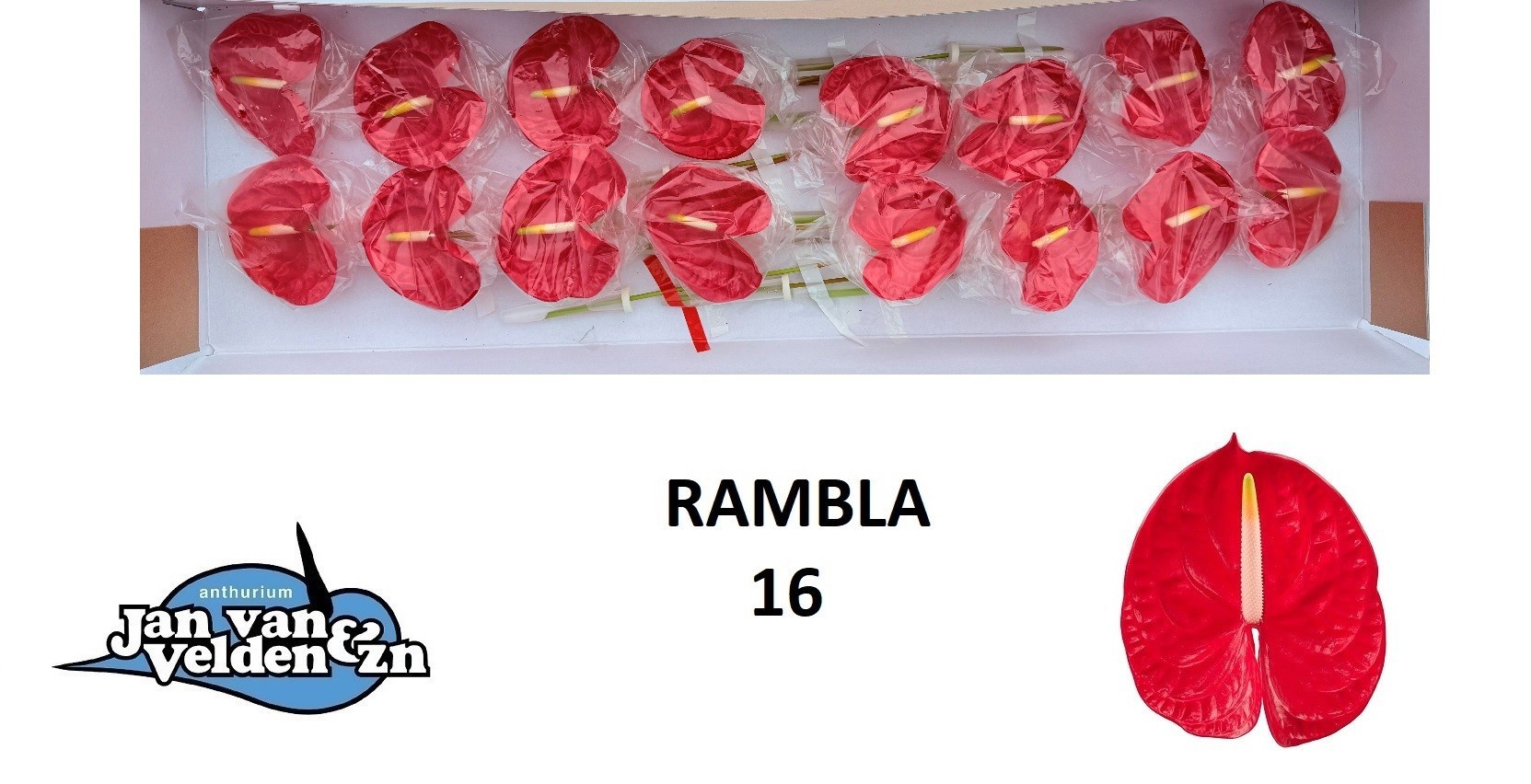 Anth A Rambla