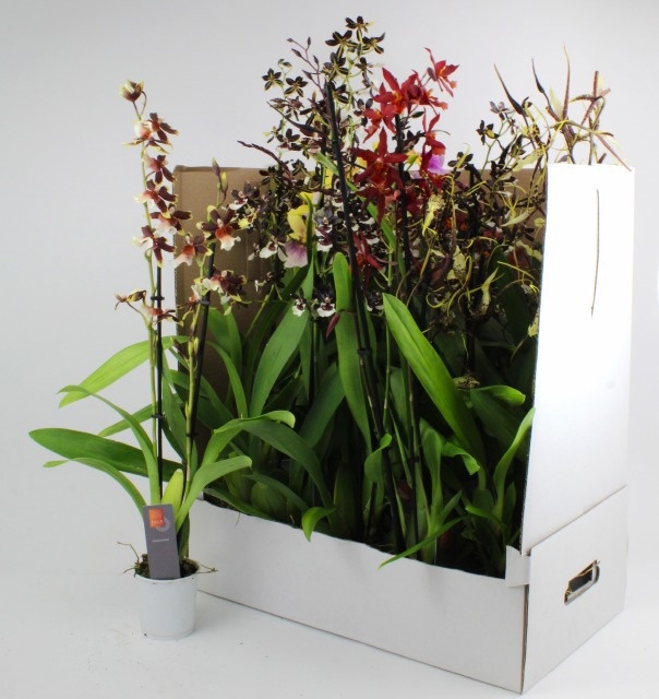 Orchideeen Gemengd