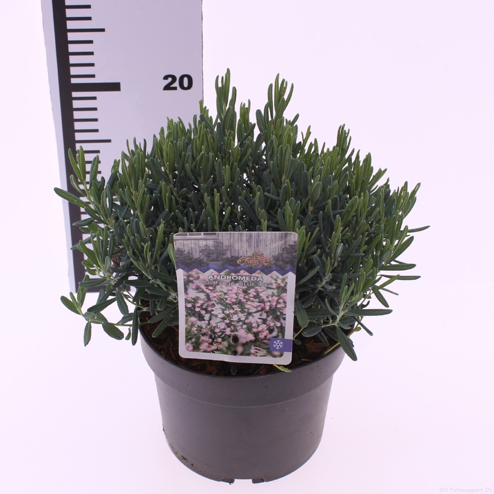 Picture of Andromeda polifolia 'Blue Ice'