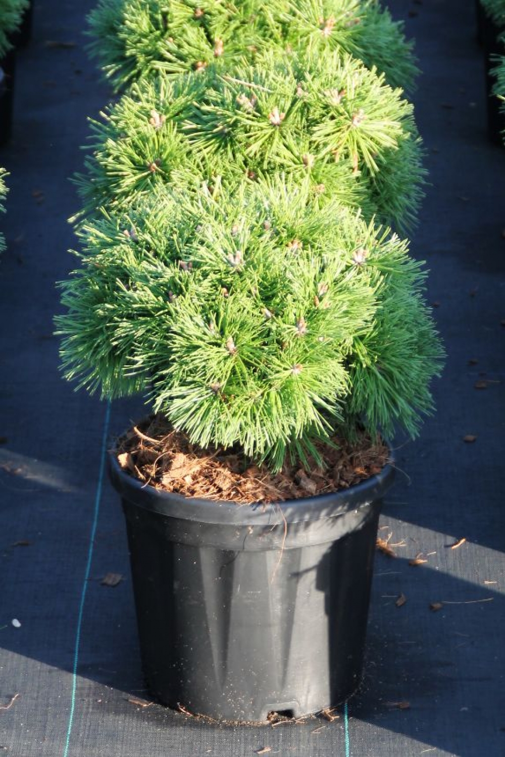 Picture of Pinus mugo Benjamin C8 25/30 (LOOSE)