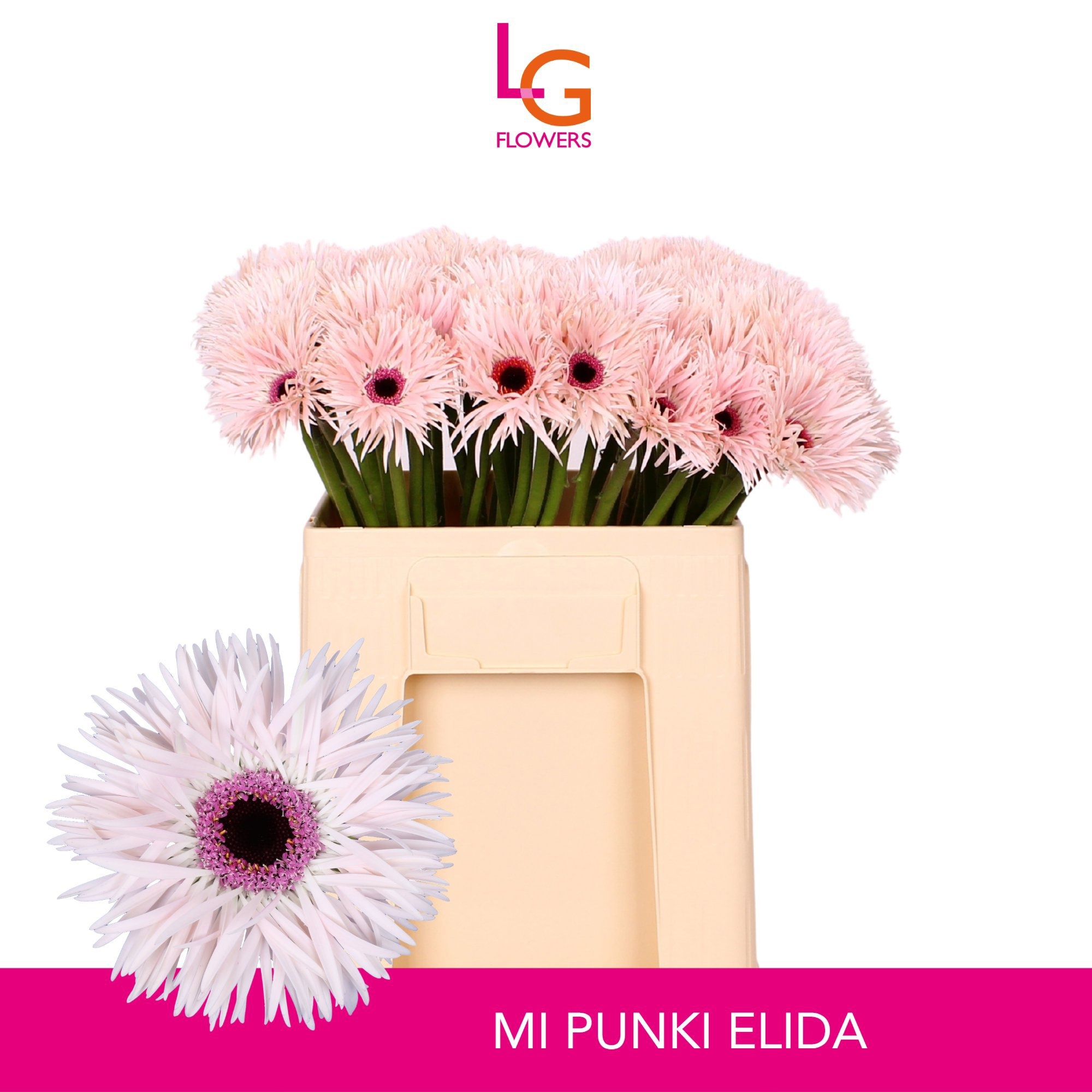 Ge Ms Punki Elida