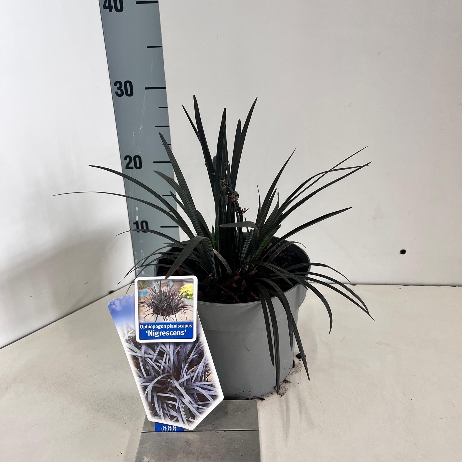 Picture of Ophiopogon plan. ‘Niger'