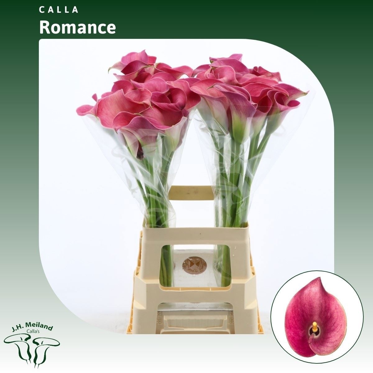 Calla Capt Romance 70cm