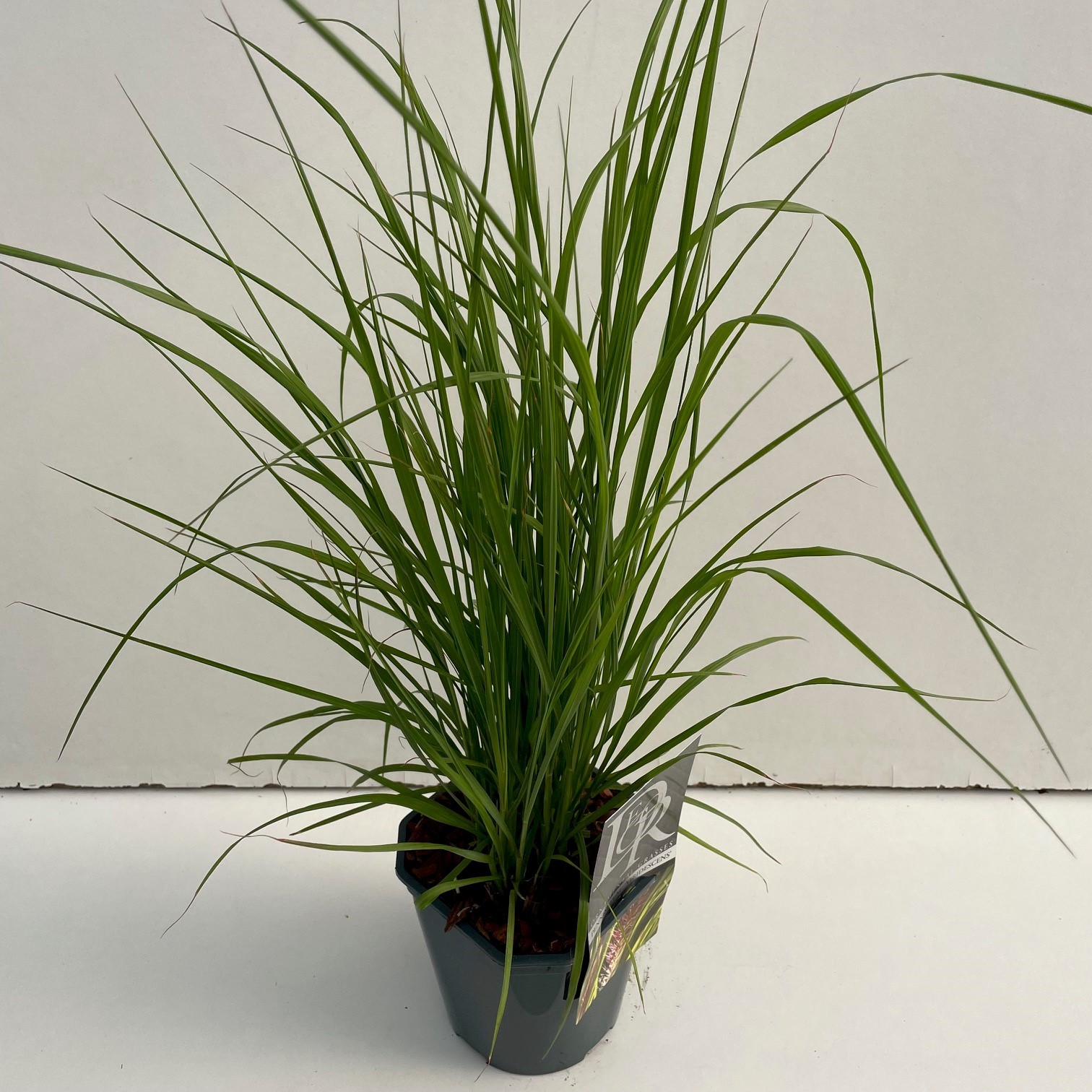 Picture of Pennisetum Viridescens P17 (2 Ltr) Square