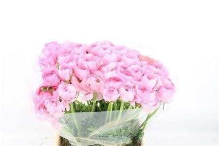 Ran Co Mag Blush 40cm