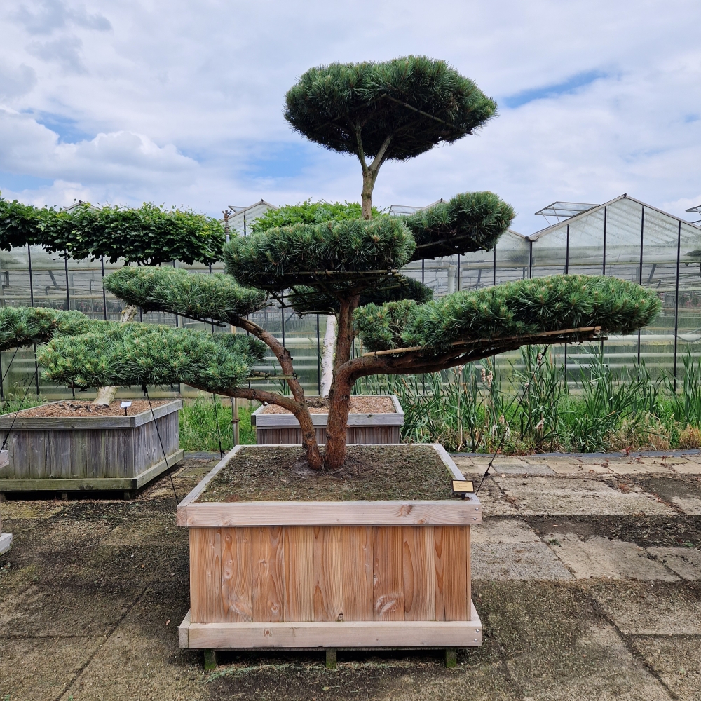 Picture of Pinus sylvestris Watereri 120-X-120 225/250