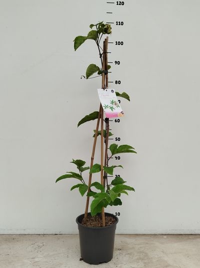 Passieflora edulis