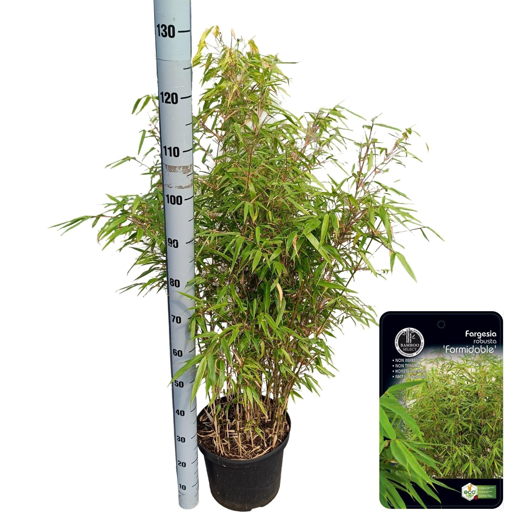 Fargesia murielae robusta 'Formidable' | OZ Planten