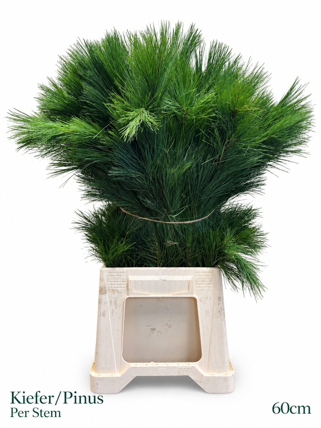 Pinus Strobus 60L.cm