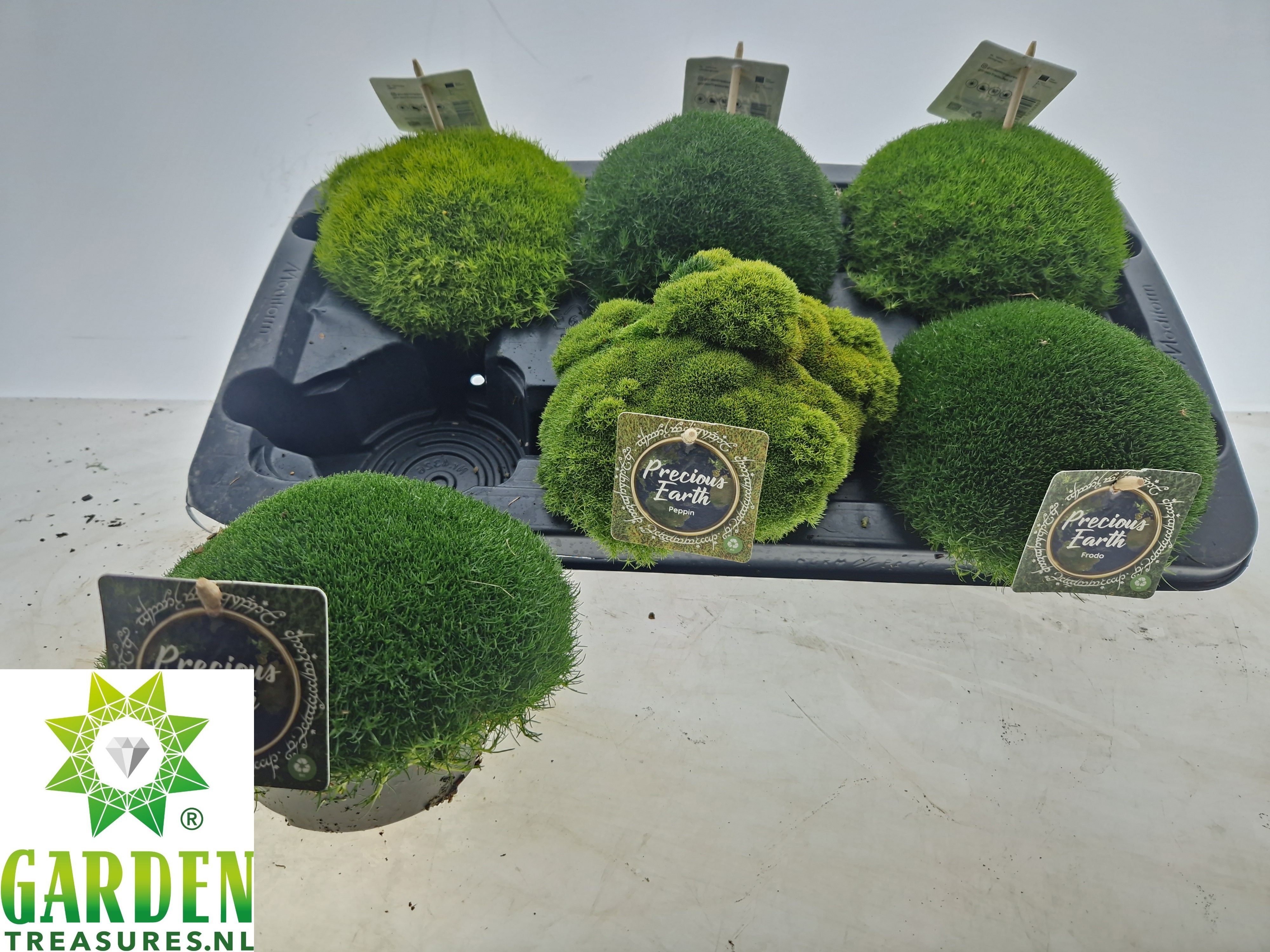 Vaste Planten Ov 13Ø 10cm