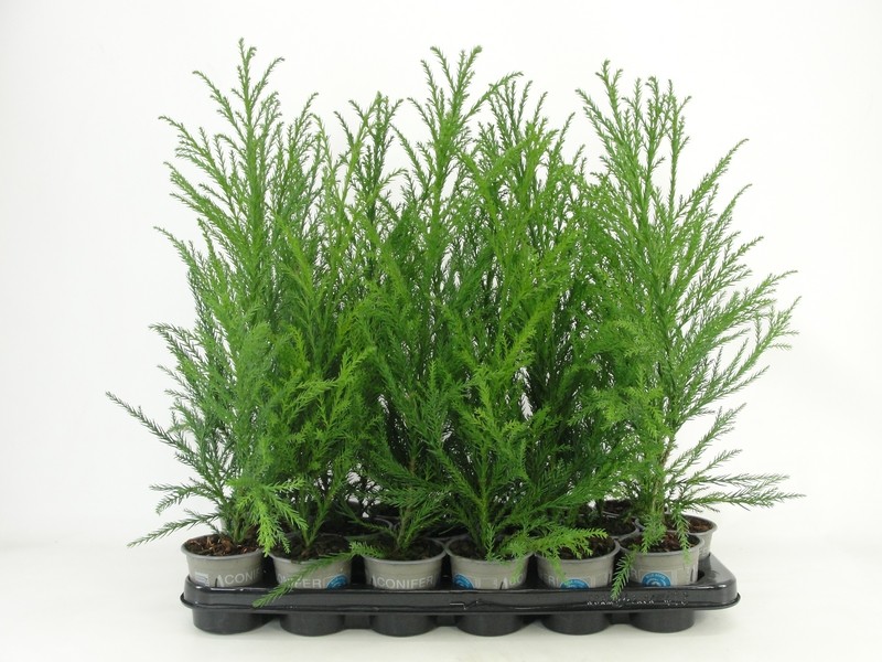 Picture of Cryptomeria japonica Kitayama P9