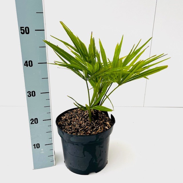 Picture of Trachycarpus fortunei C5 40/50