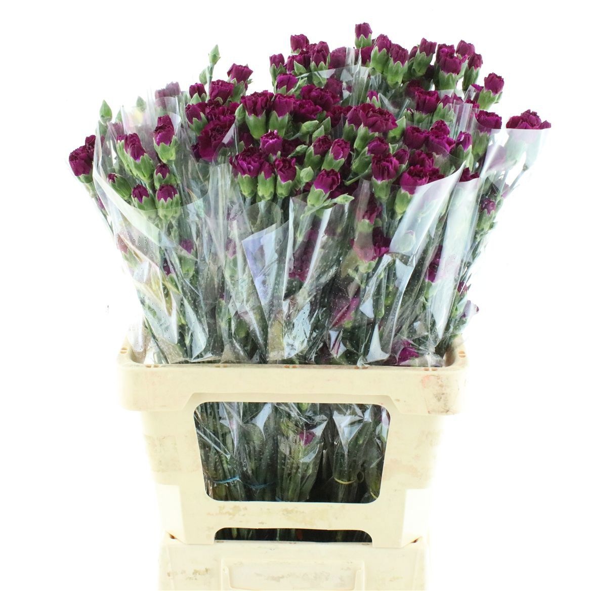 Dianthus Spr Purple Spectro 60cm