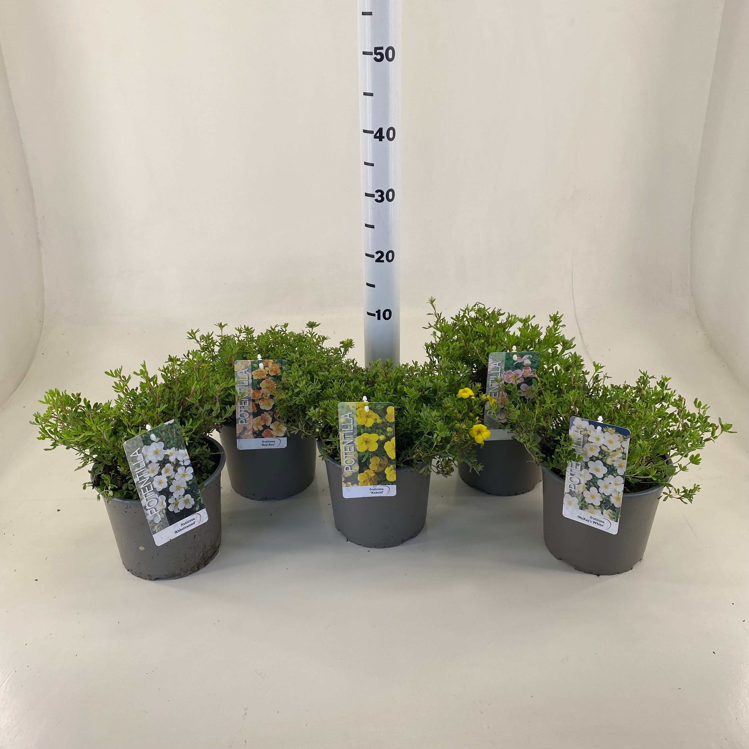 Picture of Potentilla fruticosa P19 (3 Ltr)