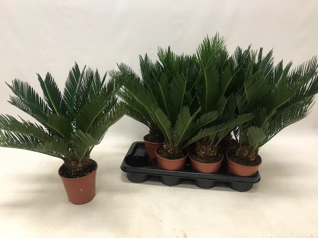 Cycas Revoluta 14P 40H 8+blad