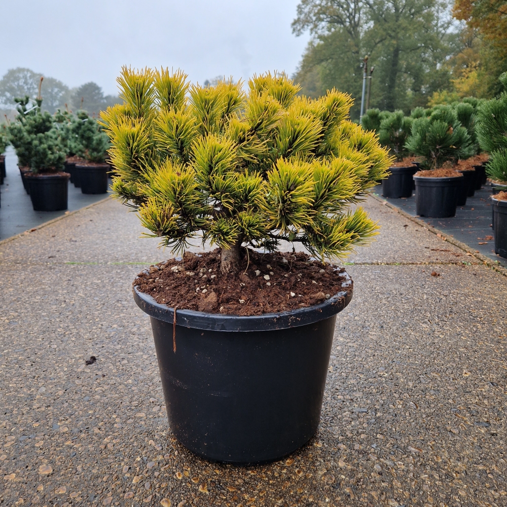 Picture of Pinus mugo Carsten's Wintergold C12 30/40 (LOOSE)