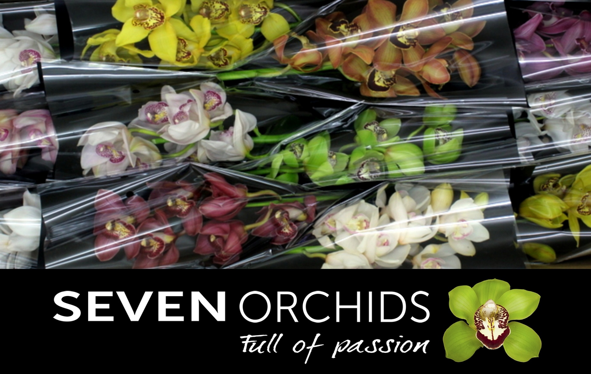 Cymbidium Asst 6bl