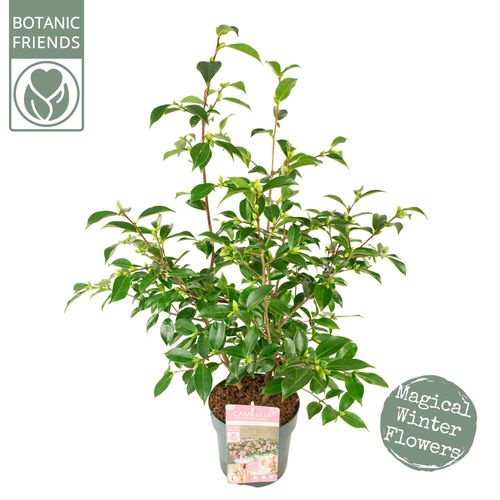 Camellia jap. 'Strawberry Swirl' Prem.p19 Son