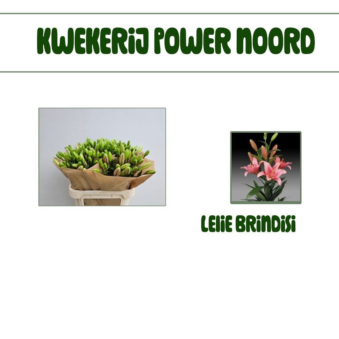 Lilium La Brindisi 80cm 3/5bl