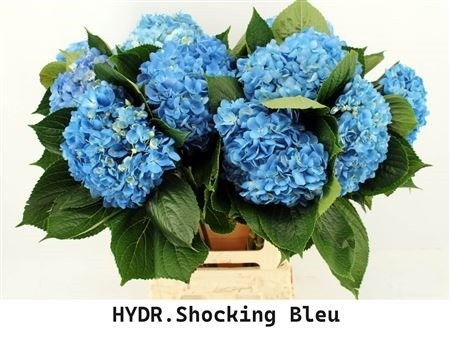 Hydr Ov