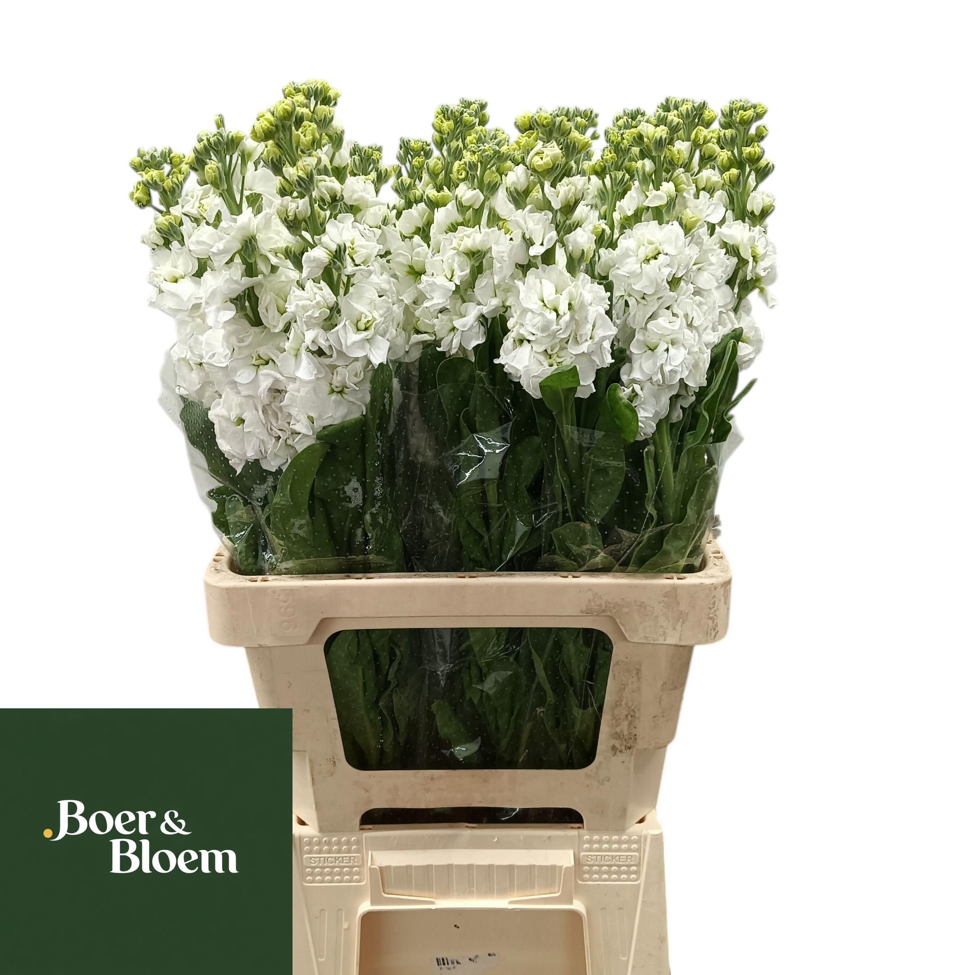Matthiola Iron White 70cm