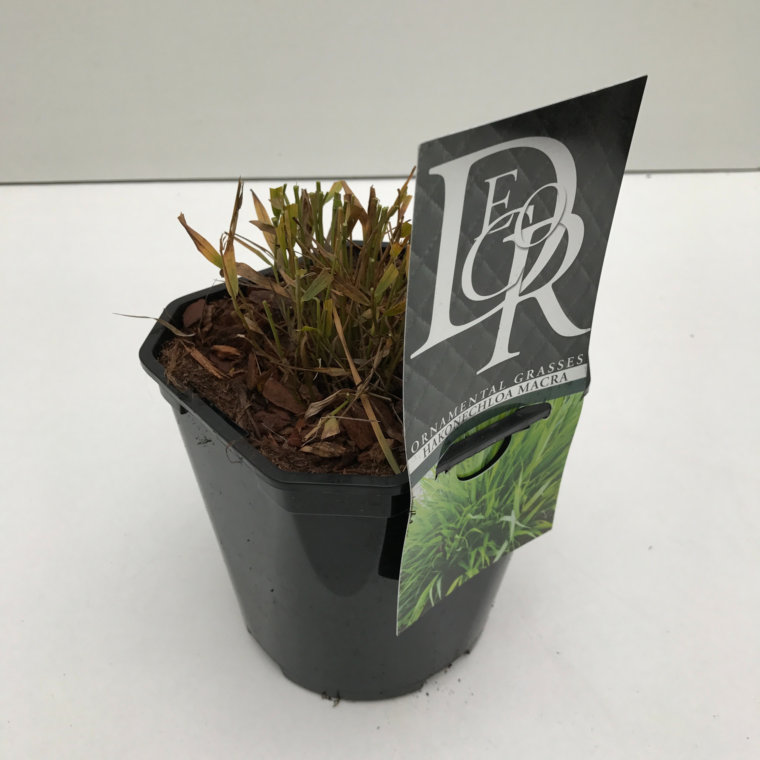 Picture of Hakonechloa macra P17 (2 Ltr) Square