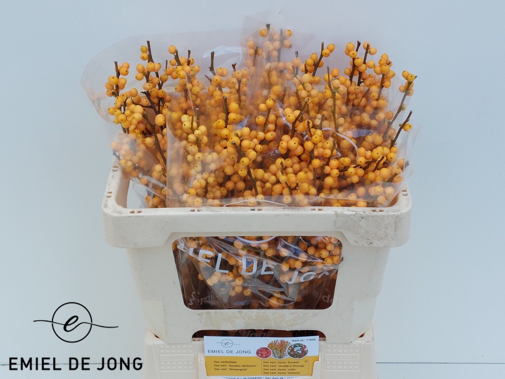 Ilex Golden Verboom 50cm